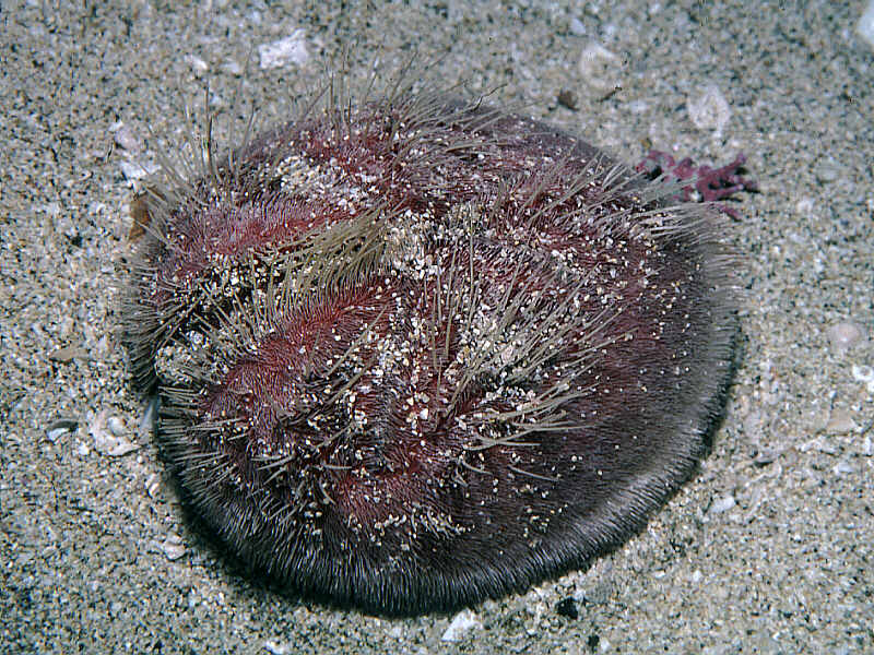 Spatangus purpureus